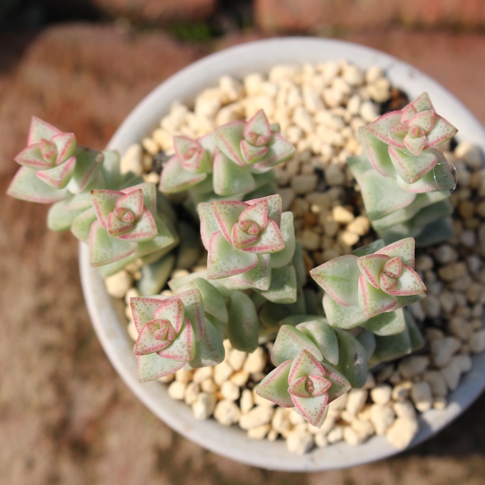 pXe,NbX,NbX̃pXeʔ,NbX̃pXeĕ₵,pXegt,pXe̔-Crassula Pastel,i,ɂƂ