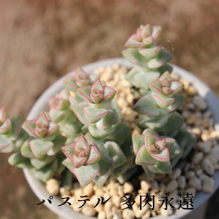 pXe,NbX,NbX̃pXeʔ,NbX̃pXeĕ₵,pXegt,pXe̔-Crassula Pastel,i,ɂƂ