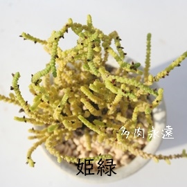 P΁AЂ߂݂ǂANbX-Crassula muscosa var. pseudolycopodiodes