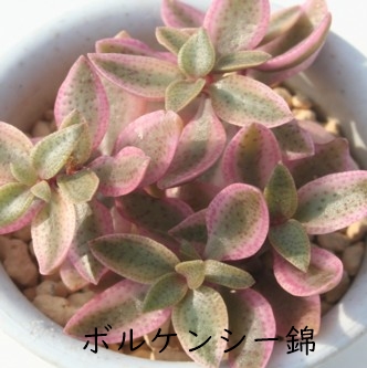 {PV[сANbX-Crassula volkensii f. variegata