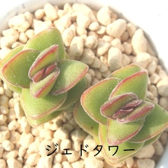 WFCh^[ANbX-Crassula 'Jade Tower'