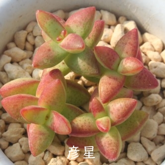 FAЂڂANbX-Crassula 'HIKOBOSI'