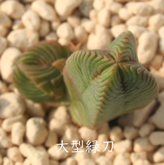 ^ΓA傭ƂANbX-Crassula pyramidalis