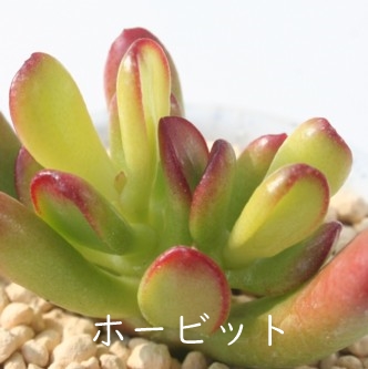 zrbgANbX-Crassula ovata cv. Hobbit