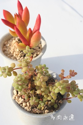 GLXpTssptMXANbX-Crassula expansa ssp. fragilis