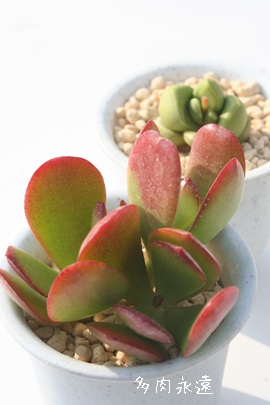 ԌA񂩂ANbX-Crassula ovata cv 'OUGON'