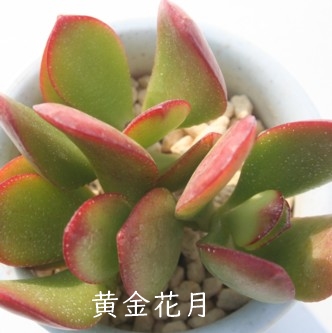 ԌA񂩂ANbX-Crassula ovata cv 'OUGON'