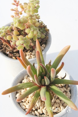 kfBJEX q^C311ANbX-Crassula nudicaulis 'Hirta' ,C311