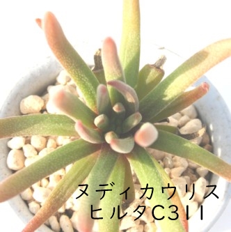 kfBJEX q^C311ANbX-Crassula nudicaulis 'Hirta' ,C311