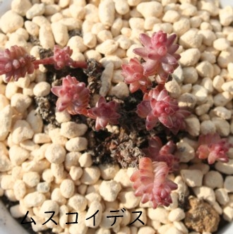 XRCfXANbX-Crassula mscoides