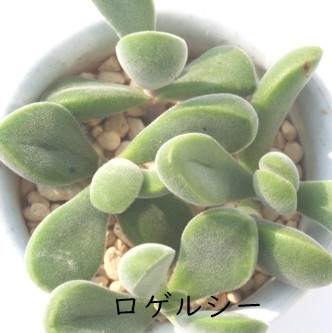 QV[ANbX-Crassula rogersii