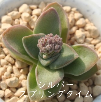 Vo[XvO^CANbX-Crassula cv Silver Springtime