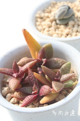 ΂ˁANbX-Crassula capitella ssp. thyrsiflora