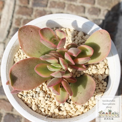 }l[[J[,NbX,}l[[J[̒ʔ,}l[[J[̈ĕ₵-Crassula money maker,iɂƂ