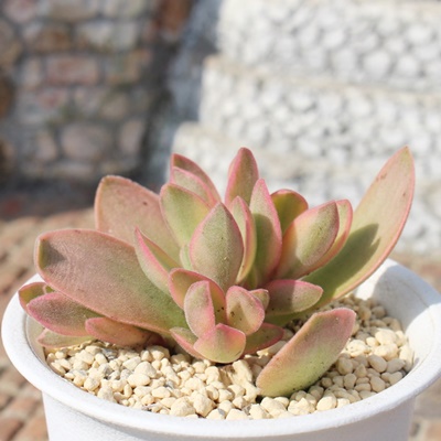 }l[[J[,NbX,}l[[J[̒ʔ,}l[[J[̈ĕ₵-Crassula money maker,iɂƂ