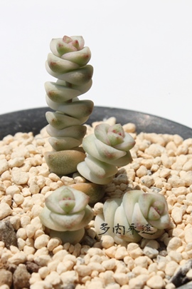 tF[EbhANbX-Crassula 'Fern wood'