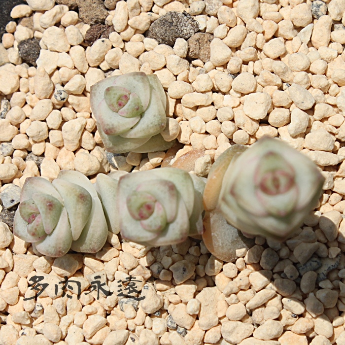 t@^W[ANbX-Crassula marnieriana f.variegata