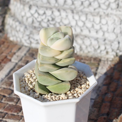 Im씒,NbX,Im씒т̒ʔ,Im씒т̈ĕ₵-Crassula Moon Glow variegata,iɂƂ