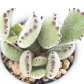 FqA܂ǂAR`h-Cotyledon tomentosa