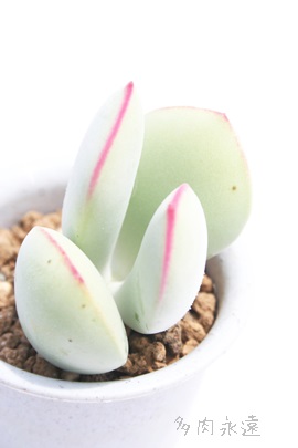 œA߂ނ߁AR`h-Cotyledon orbiculata 'Yomeiri-musume'