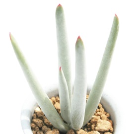 ։AˁAR`h-Cotyledon orbiculata 'Rinne'