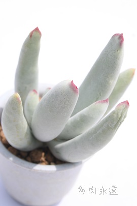 AƂAR`h-Cotyledon decussara