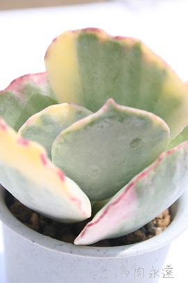 ǧA傭͂̂ЂAR`h-Cotyledon orbiculata 'Kyokuha-Nisiki'