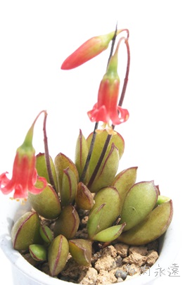 GTGAR`h-Cotyledon elisae