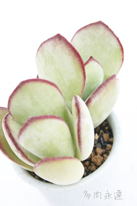 ^IrL[^AR`h-Cotyledon orbiculata