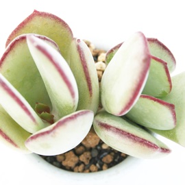 ^IrL[^AR`h-Cotyledon orbiculata