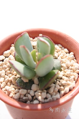 Xm[tHXgAR`h-Cotyledon orbiculata'Snow Forest'