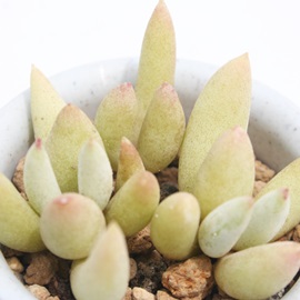 psXAR`h-Cotyledon papilalis