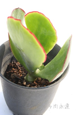 gցAׂɂӂAR`h-Cotyledon macrantha var. virescens