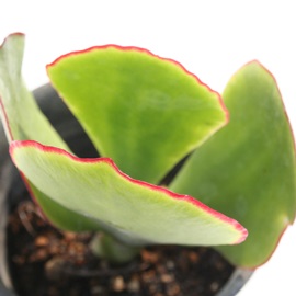 gցAׂɂӂAR`h-Cotyledon macrantha var. virescens