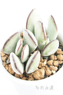 CA͂ނ߁AR`h-Cotyledon orbiculata 'SYANHAIMUSUME'