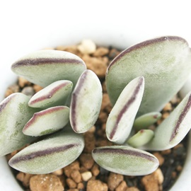 CA͂ނ߁AR`h-Cotyledon orbiculata 'SYANHAIMUSUME'