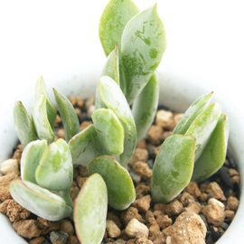 EbfB[ACAR`h-Cotyledon woddii