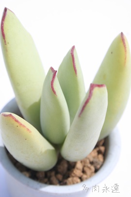 lA͂тAR`h-Cotyledon 'HAKUBIJIN'