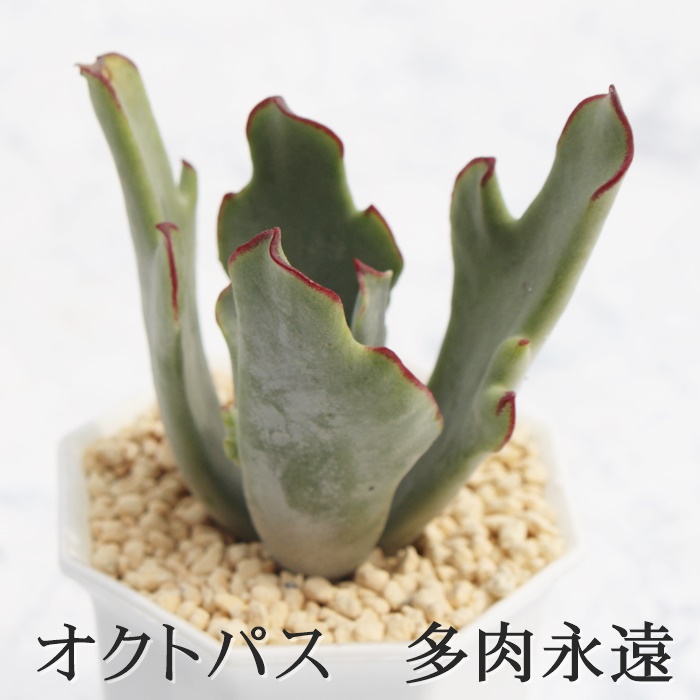 INgpX,INgpX̒ʔ,INgpX,INgpXĕ,INgpXgt,INgpXB₵,R`h-Cotyledon octpus