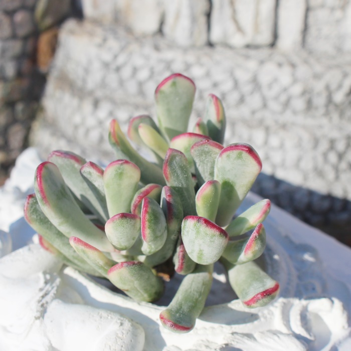 ,є̔,ёA,ђʔ,ѐB₵,шĕ,Cotyledon orbiculata 'Oophylla' f.variegata,iɂƂ