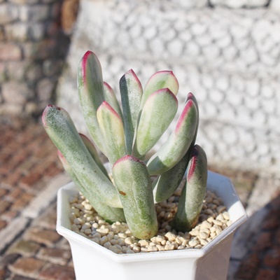 ,є̔,ёA,ђʔ,ѐB₵,шĕ,Cotyledon orbiculata 'Oophylla' f.variegata,iɂƂ