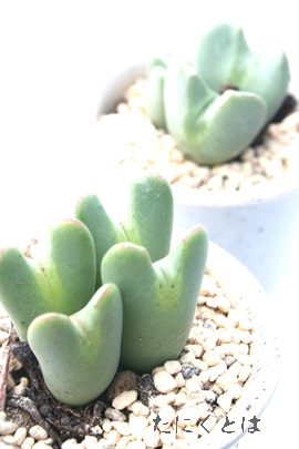 XRVpscARmtBc-Conophytum mscocipallatum