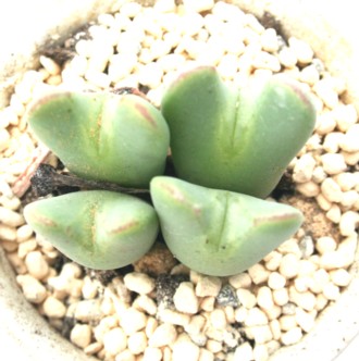 XRVpscARmtBc-Conophytum mscocipallatum