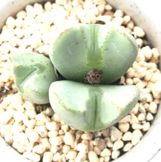 TAĂARmtBc-Conophytum elishae