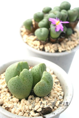 rfJcARmtBc-Conophytum truncatum ssp viridicatum