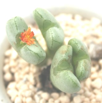 A܂ǁARmtBc-Conophytum 'MASAKADO'