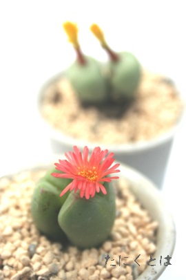 T}[bhARmtBc-Conophytum Summer Red