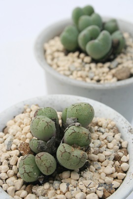 tBVtHARmtBc-Conophytum ficiforme