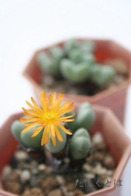 AoARmtBc-Conophytum alba