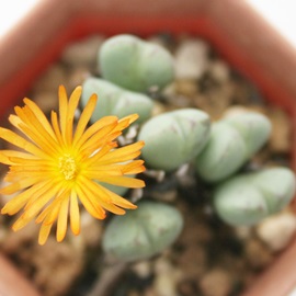 AoARmtBc-Conophytum alba